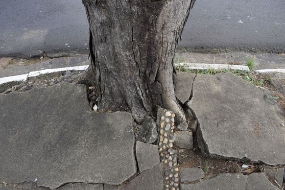 Tree growing and pushing up on surrounding concrete, causing it to crack