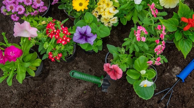 Flowers in garden bed