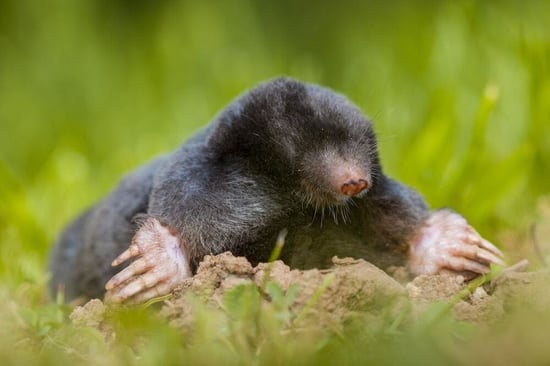 Ground mole in field of grass