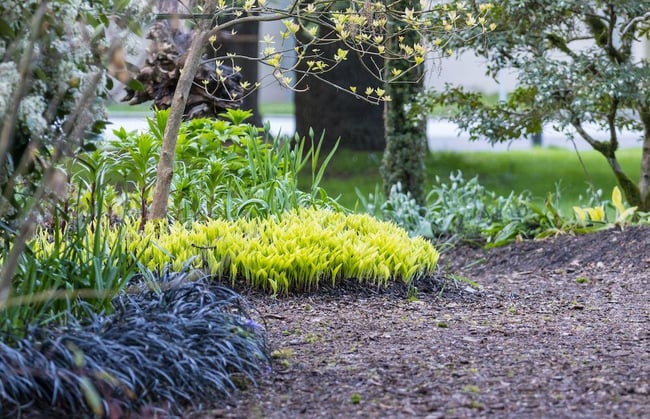 Mulched landscaping bed