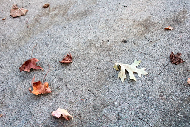 Concrete stained by fall leaves