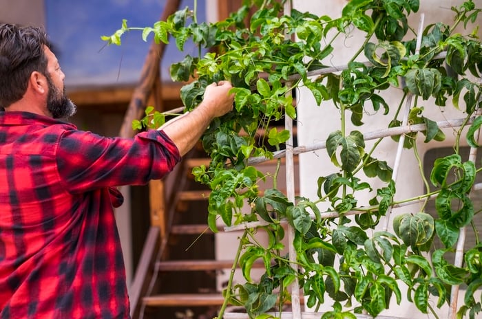 Man taking care of vining plant on trellis against house