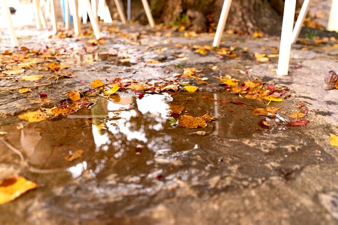 Wet leaves on top of concrete porch