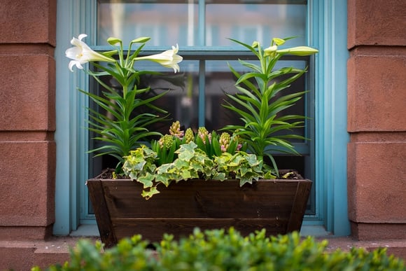 Window box planter with spring flowers