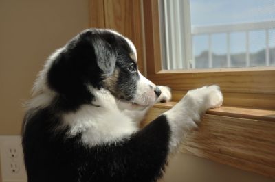 Cute dog looking out the window of a house
